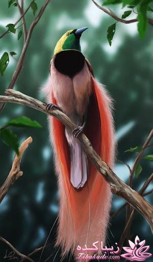 پرندگان زیبا